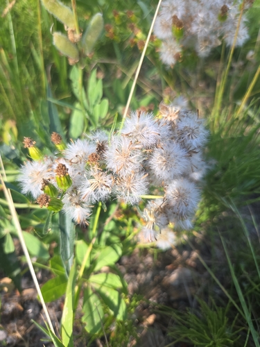 iNaturalist observation photo of groundsels