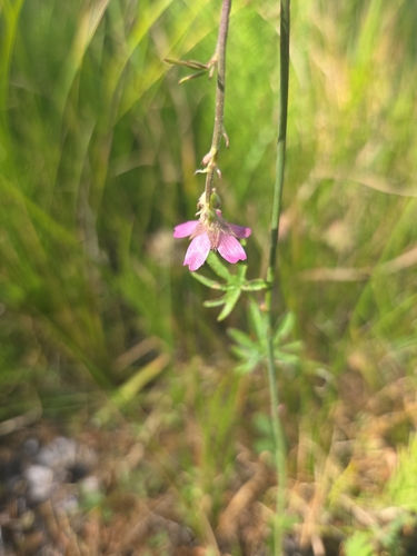 iNaturalist observation photo of Oregon Checker-mallow
