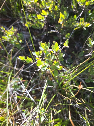 iNaturalist observation photo of bog bilberry