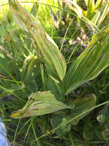 iNaturalist observation photo of Corn Lily