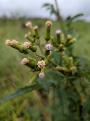Erechtites valerianifolius observed 2026-09-19