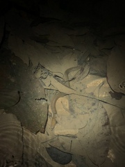 Synbranchus marmoratus