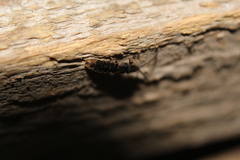 Phosphaenus hemipterus