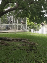 Pavo cristatus × muticus