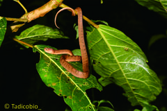 Pareas carinatus