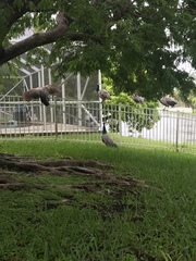 Pavo cristatus × muticus