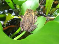 Ingerophrynus biporcatus