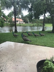 Pavo cristatus × muticus