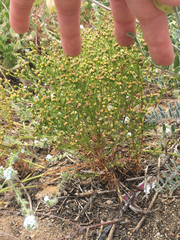 Amblyopappus pusillus