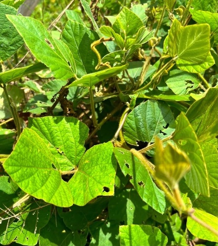 Neustanthus phaseoloides observed 2026-10-08