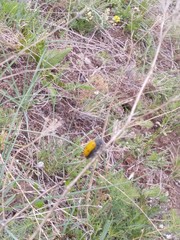 Lachnaia sexpunctata