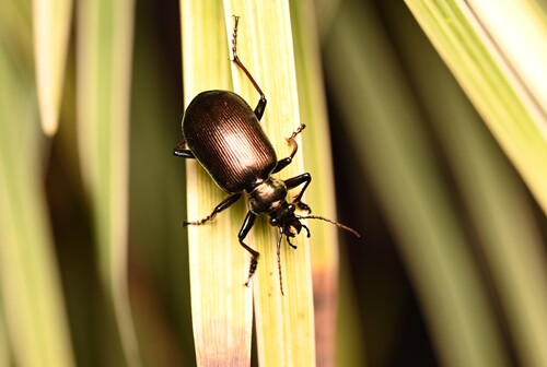 Calosoma guineense