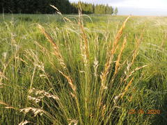 Helictotrichon desertorum