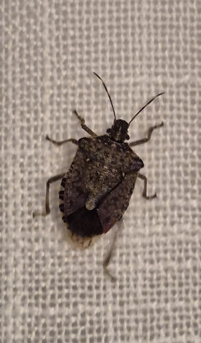 Brown Marmorated Stink Bug