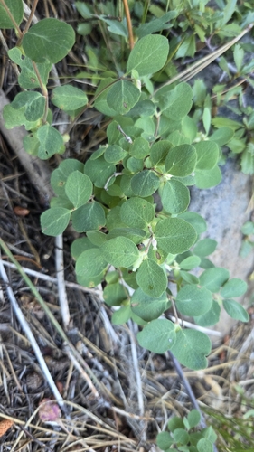 iNaturalist observation photo of creeping snowberry