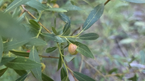 iNaturalist observation photo of Willow Apple Gall Sawfly