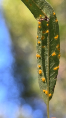 iNaturalist observation photo of Melampsora