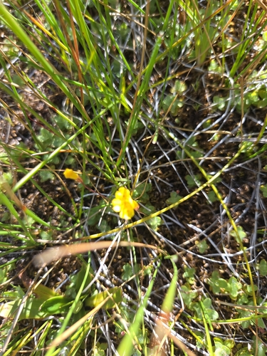 iNaturalist observation photo of primrose monkeyflower