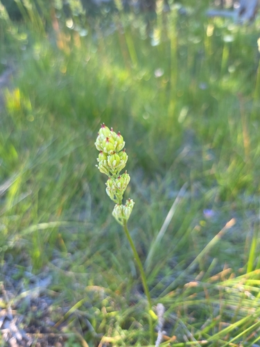 iNaturalist observation photo of western false asphodel
