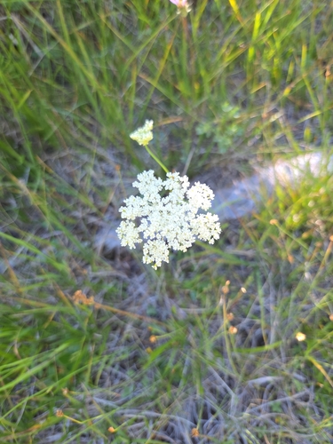 iNaturalist observation photo of Gray's Lovage
