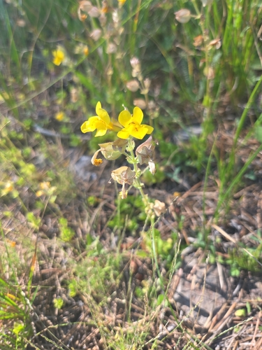 iNaturalist observation photo of seep monkeyflower