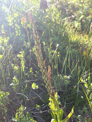 iNaturalist observation photo of white bog orchid