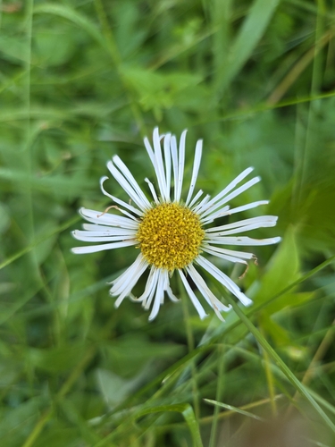 iNaturalist observation photo of Coulter's fleabane