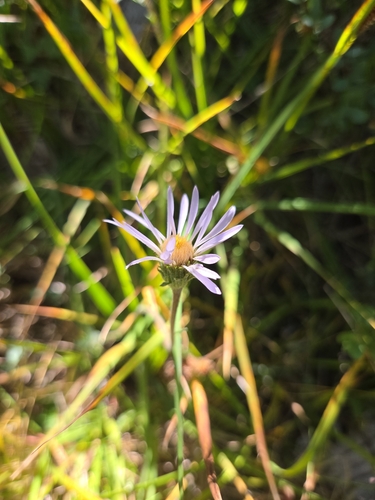 iNaturalist observation photo of asters and allies