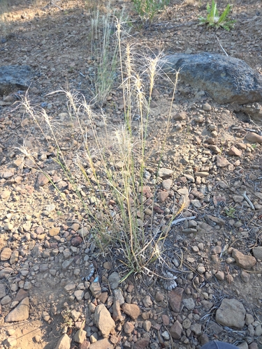 iNaturalist observation photo of Squirreltail