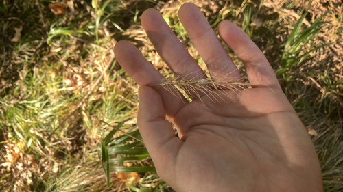 Elymus villosus, 2026-10-08