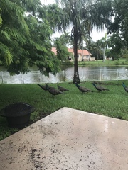 Pavo cristatus × muticus