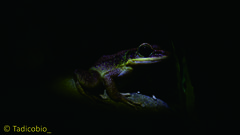 Odorrana hosii