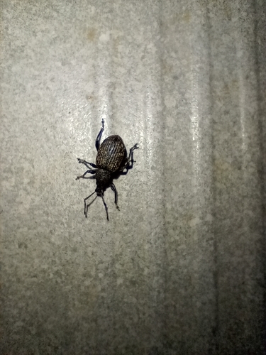 Black Vine Weevil