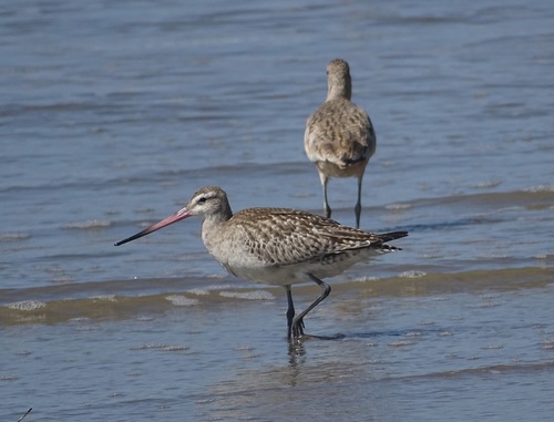 iNaturalist observation photo of Bar-tailed Godwit