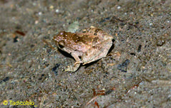 Microhyla achatina