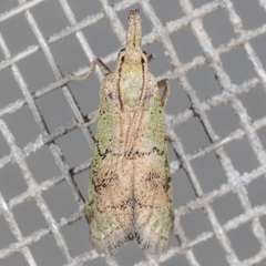 Cacotherapia flexilinealis