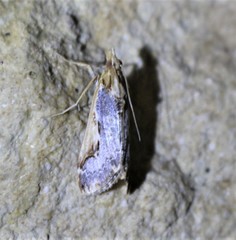 Loxostege albiceralis