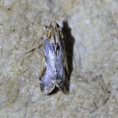Loxostege albiceralis