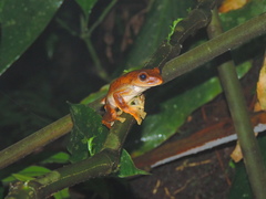 Rhacophorus margaritifer