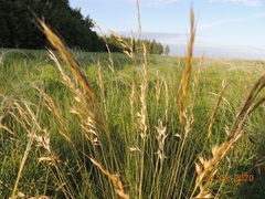 Helictotrichon desertorum