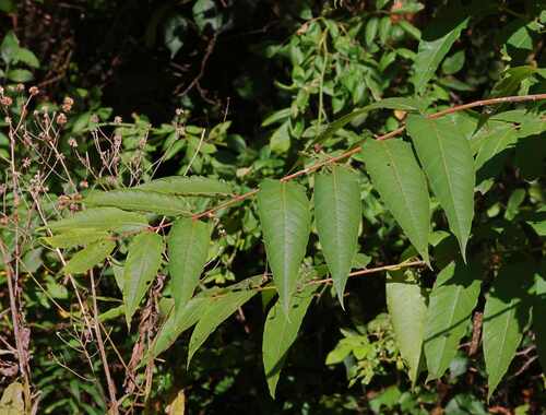 tree-of-heaven