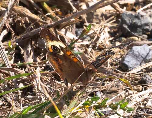 Common Buckeye