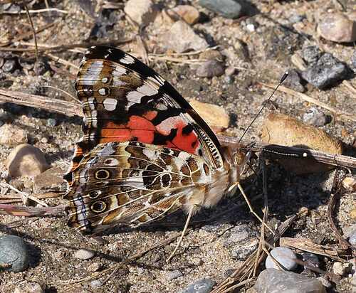 Painted Lady