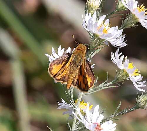 Fiery Skipper