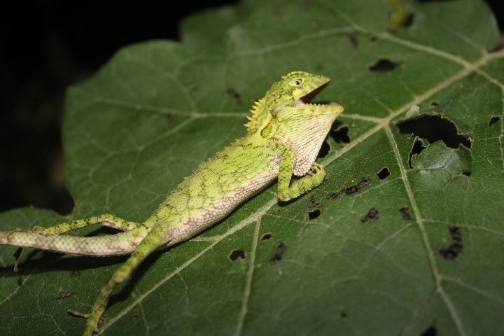 Boulenger's Tree Agama