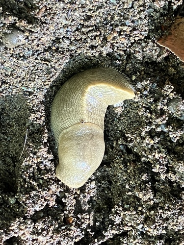 Button's Banana Slug seen in Sonoma Valley