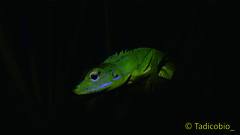 Bronchocela jubata