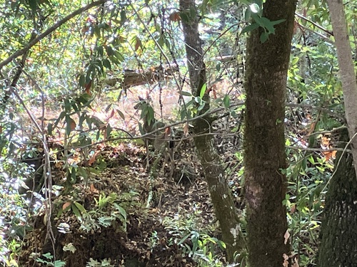 Columbian Black-tailed Deer seen in Sonoma Valley
