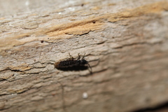 Phosphaenus hemipterus