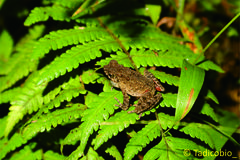 Bourbon Toad photo 3